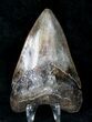 Razor Sharp Megalodon Tooth - Georgia #19206-1